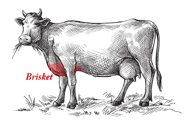 An illustration that shows where the brisket comes from on a cow.
